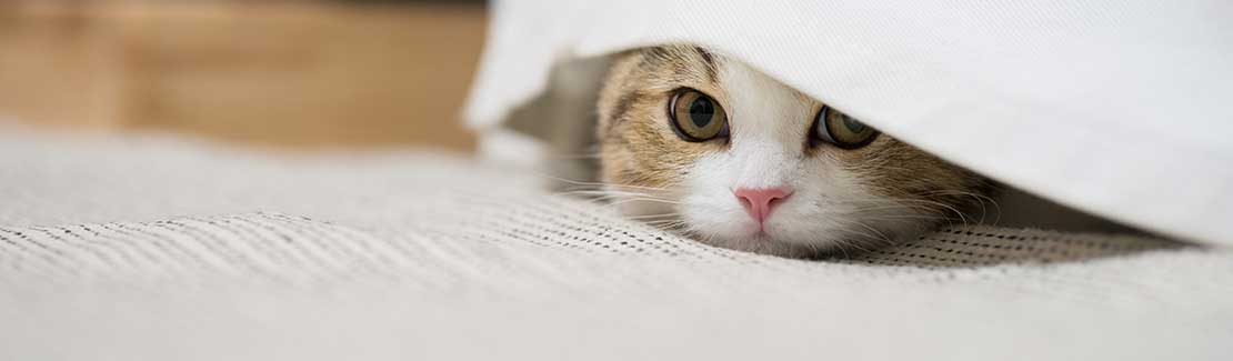 Katze - Stress & Verhalten